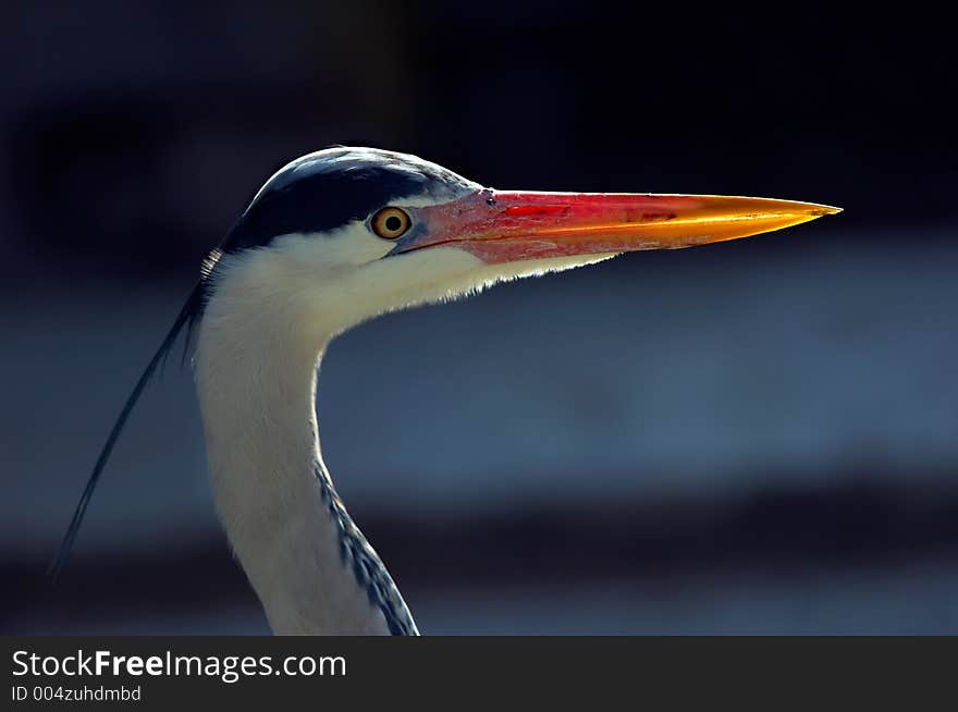 A great blue heron