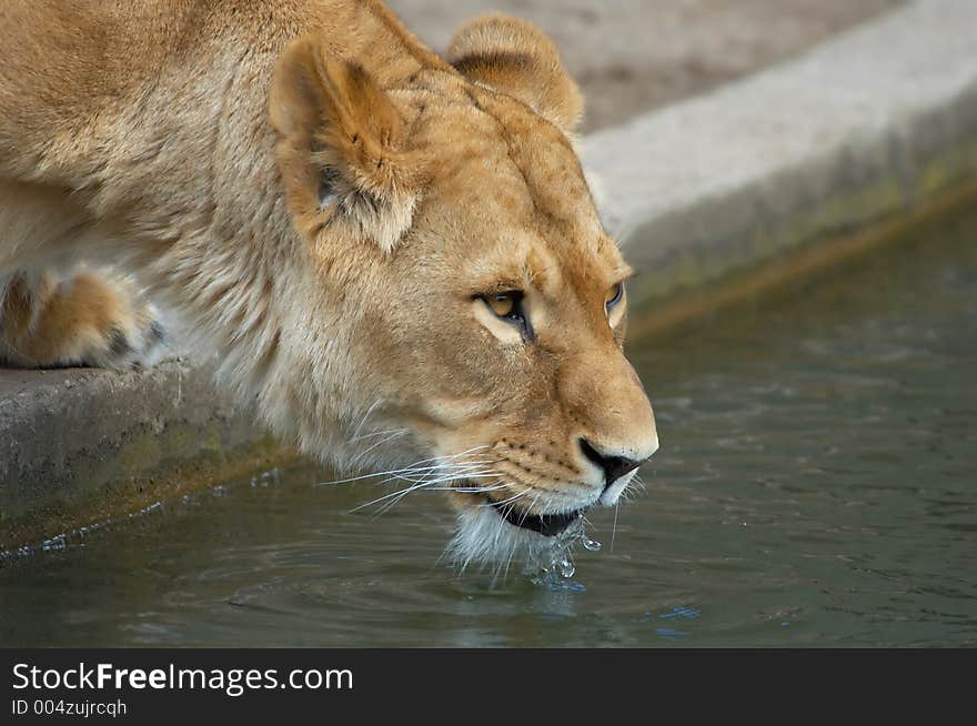 A thirsty lion