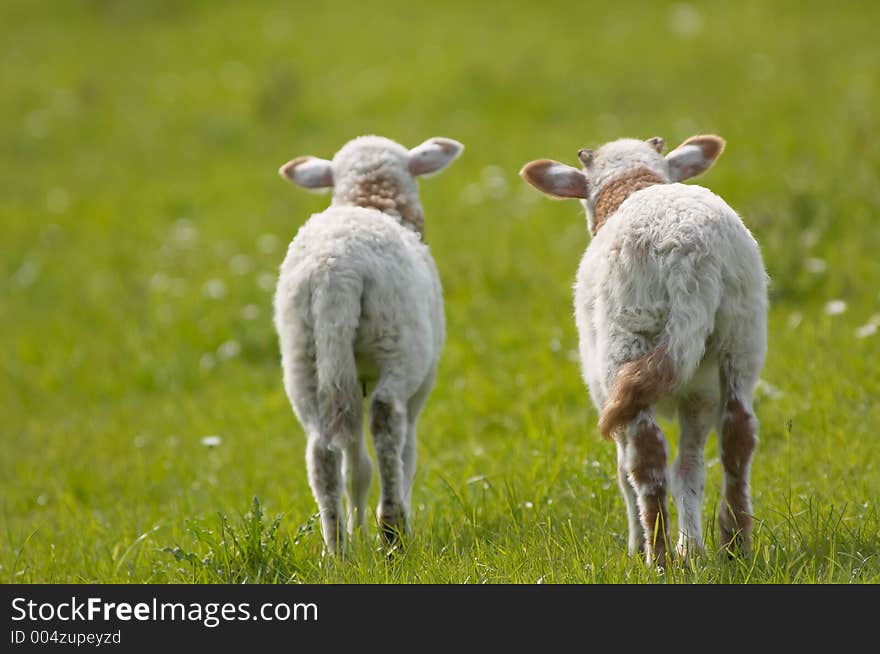 Two sheep from a different side. Two sheep from a different side