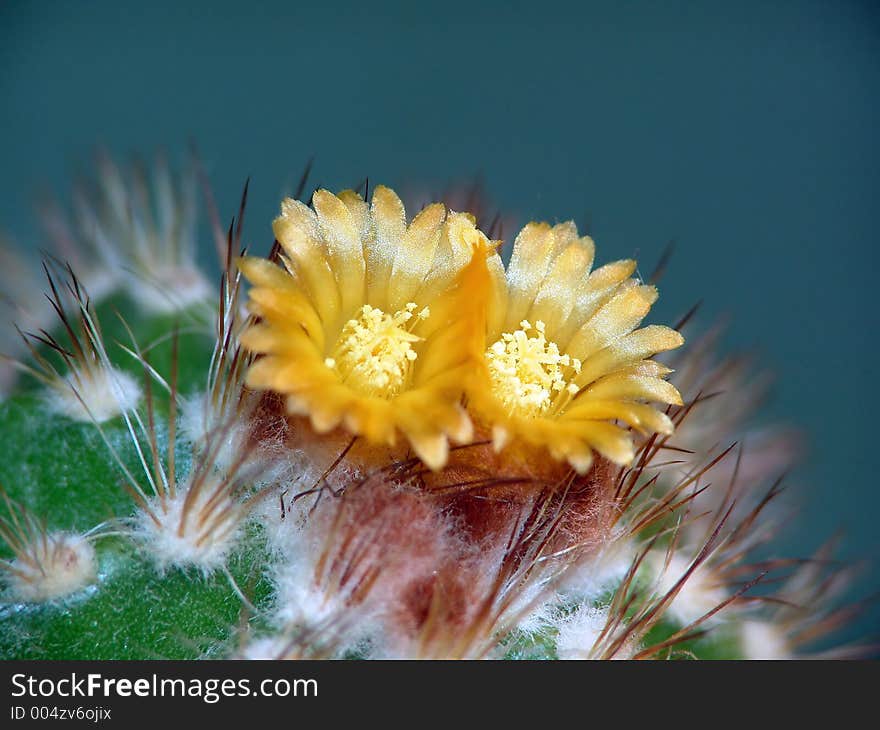 Blossoming cactus Parodia camosa.