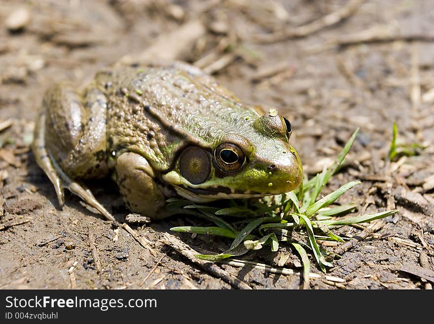 Frog in Dirt