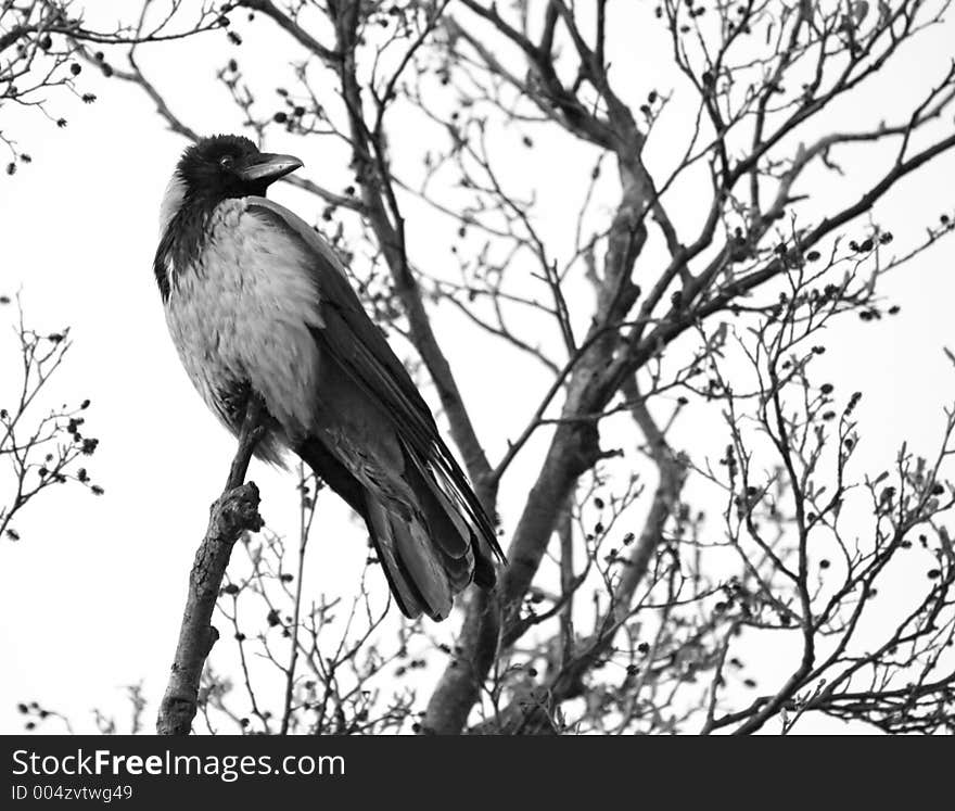 Crow with turned head, sitting high on the tree