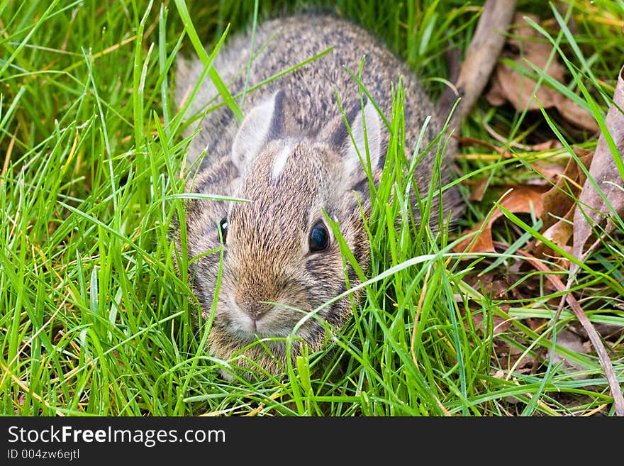 Rabbit in Grass