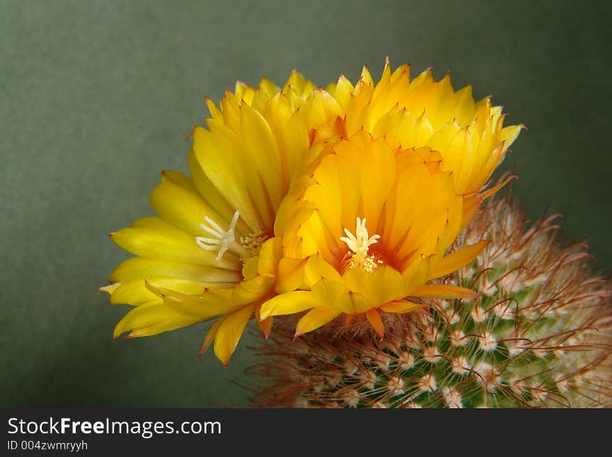 A plant from a private collection. A plant from a private collection.