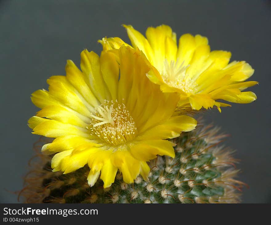 A plant from a private collection. A plant from a private collection.