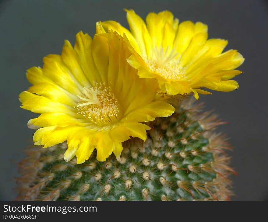 A plant from a private collection. A plant from a private collection.