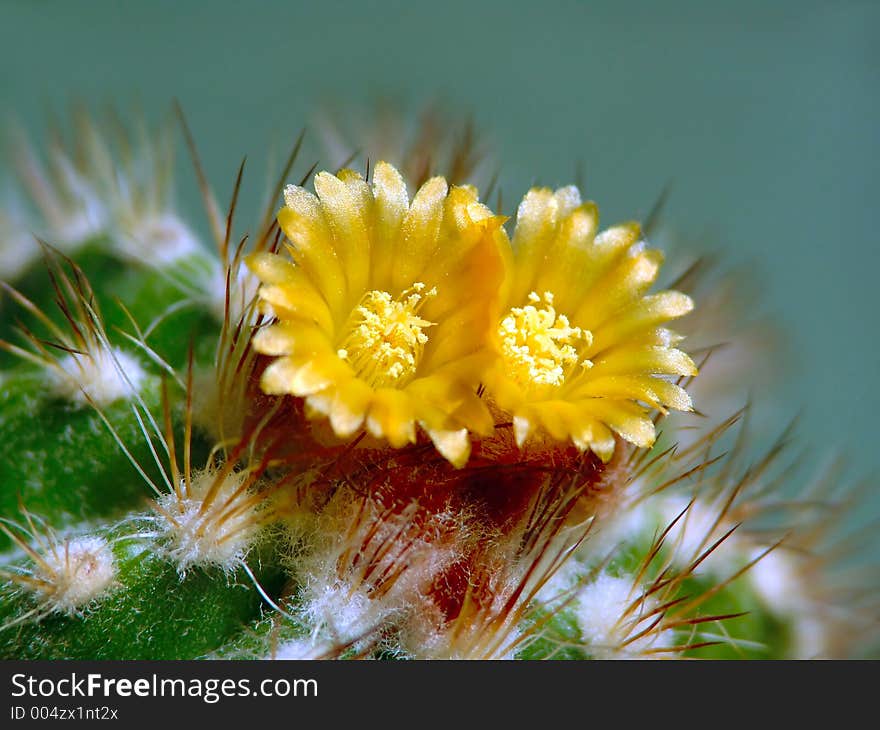 Blossoming cactus Parodia camosa.