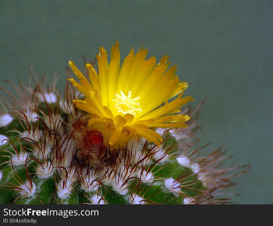 A plant from a private collection. A plant from a private collection.