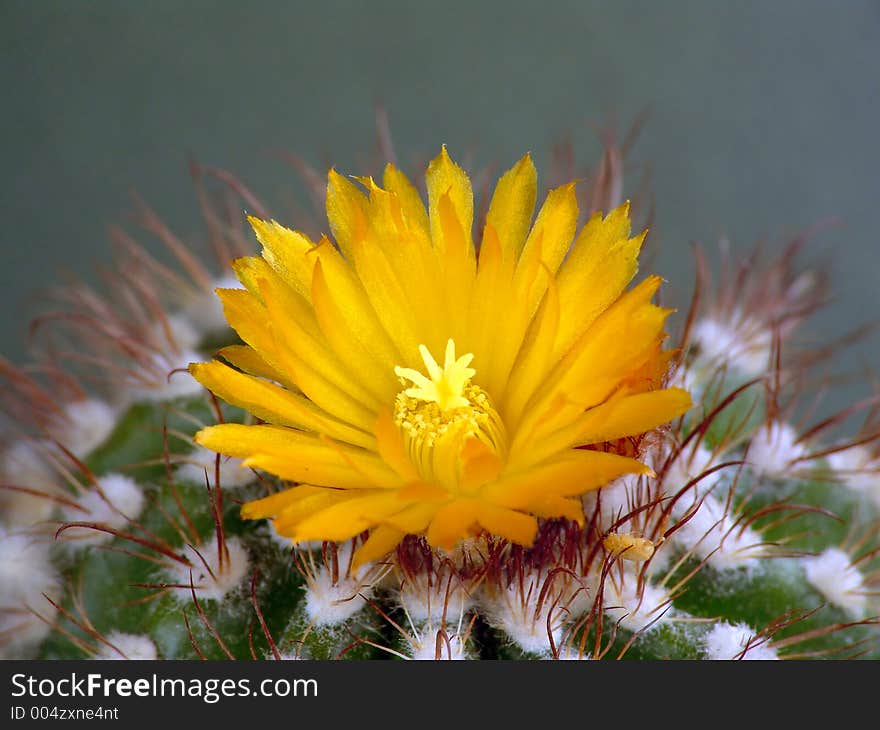 A plant from a private collection. A plant from a private collection.