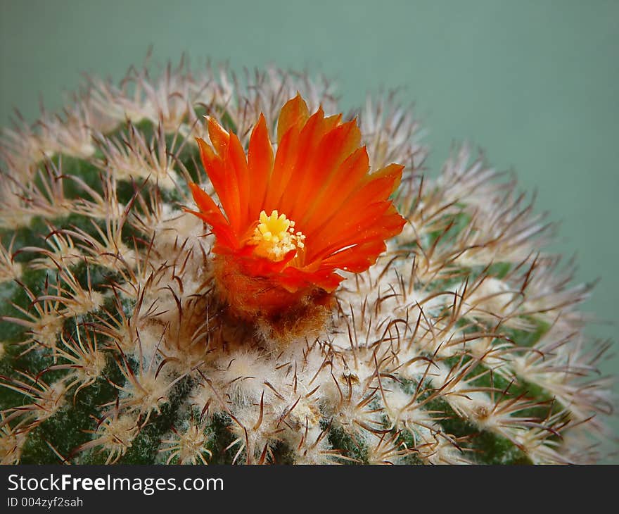 Blossoming Cactus Parodia Mairana.