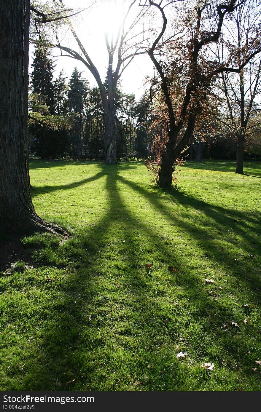 Old mystical tree in Victorian park