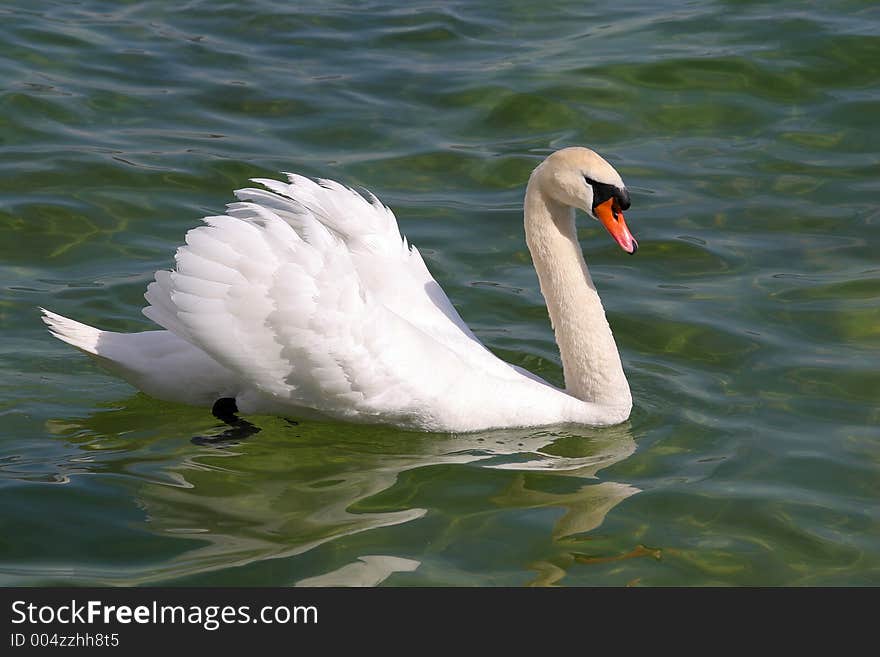 Beautiful swan