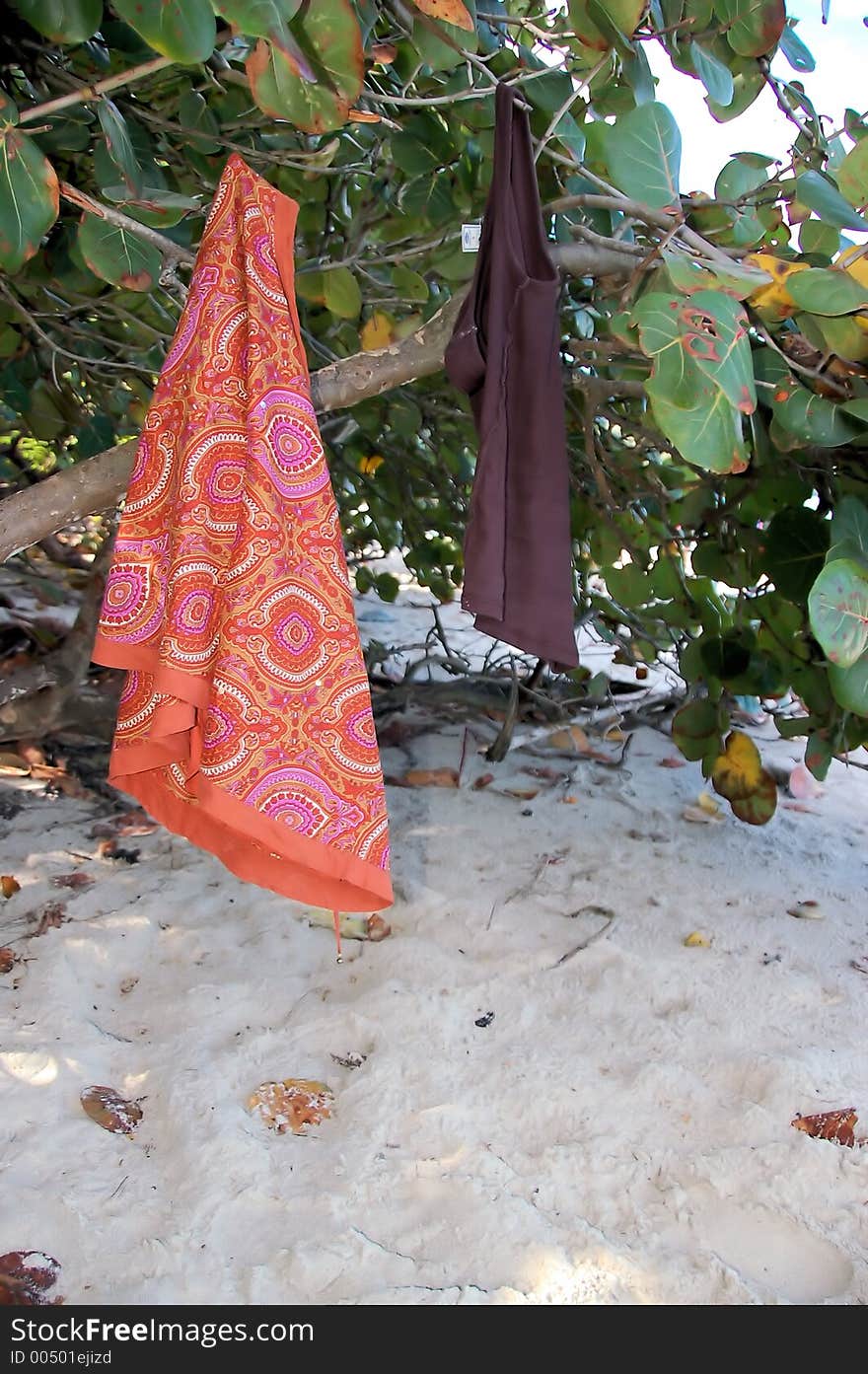 Hanging Clothes from Mangroves. Hanging Clothes from Mangroves