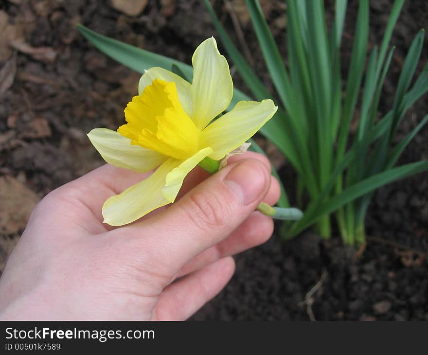 Yellow flower