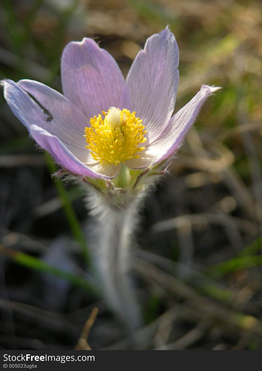 Flower Blooming