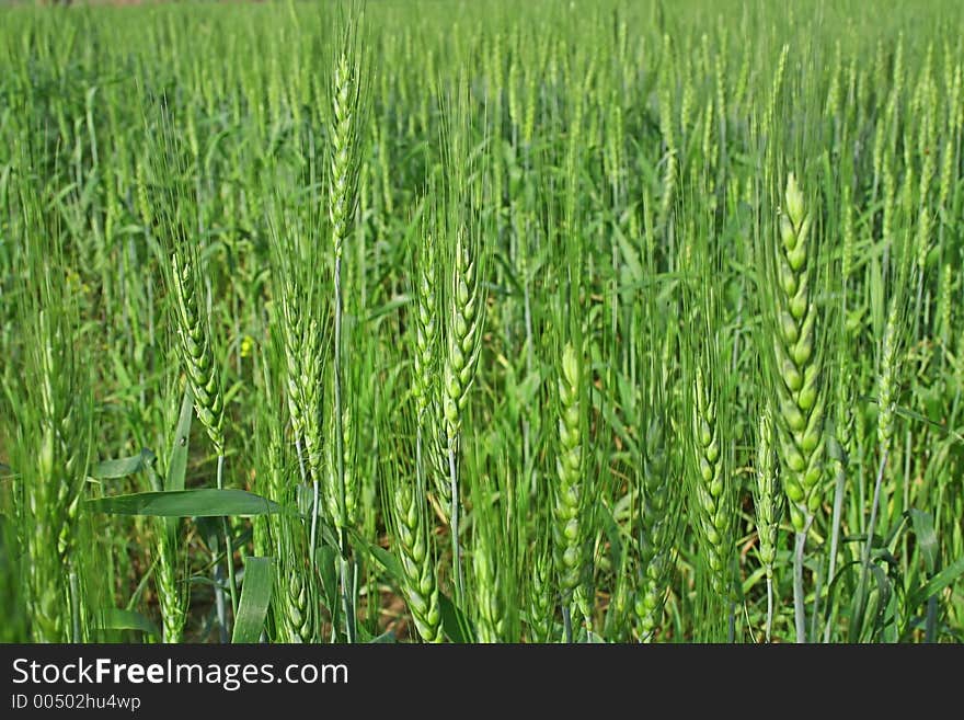 Green Revolution Wheat cultivation technique in India. Green Revolution Wheat cultivation technique in India