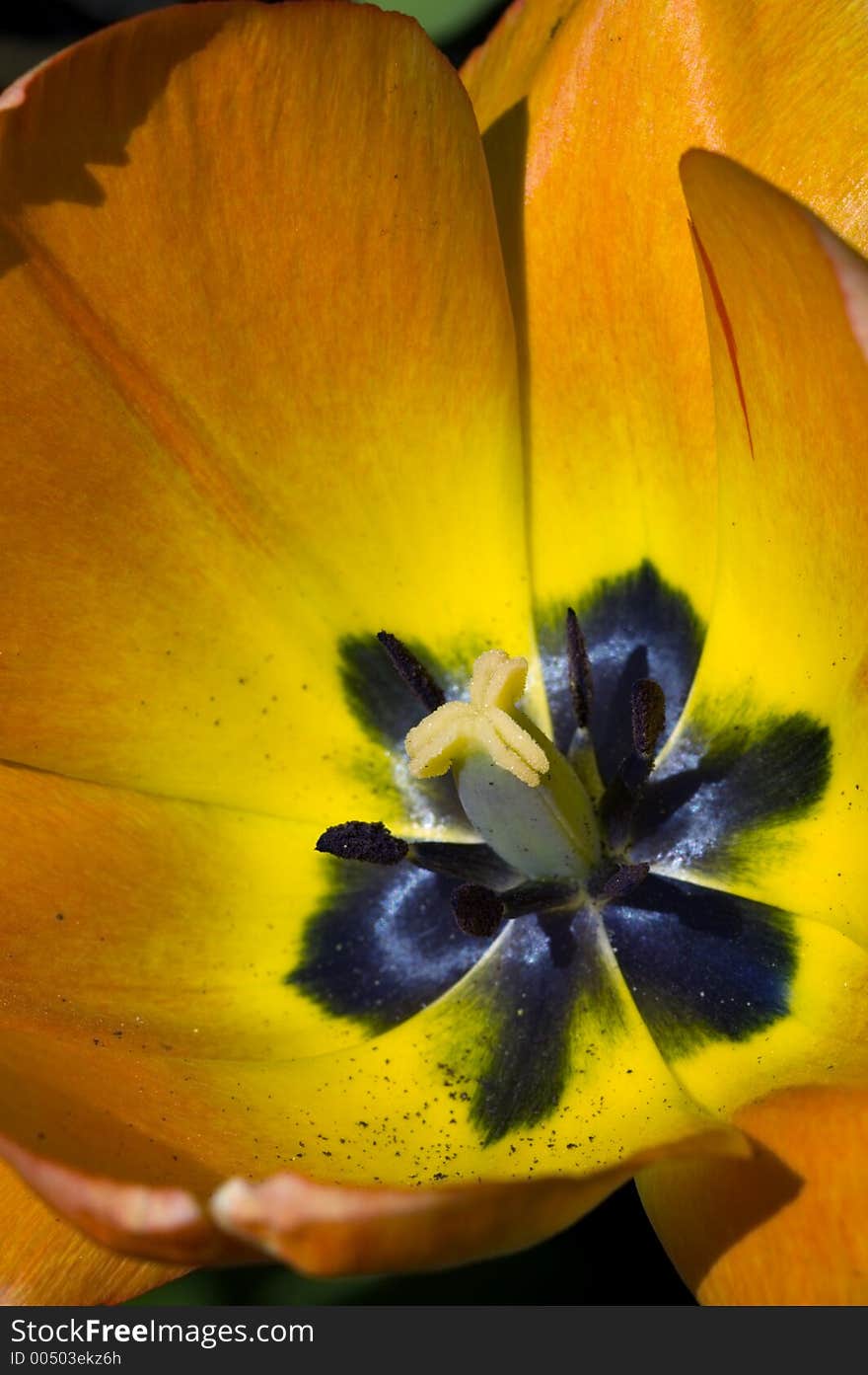 Interior of orange tulip. Interior of orange tulip