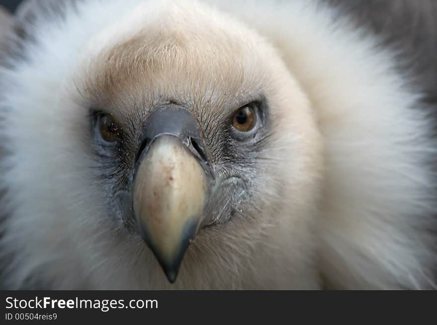 Closup of a vulture. Closup of a vulture