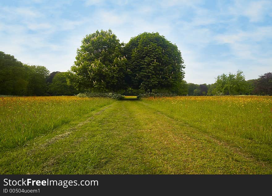 A paththrough a field full of flowers in spring. A paththrough a field full of flowers in spring