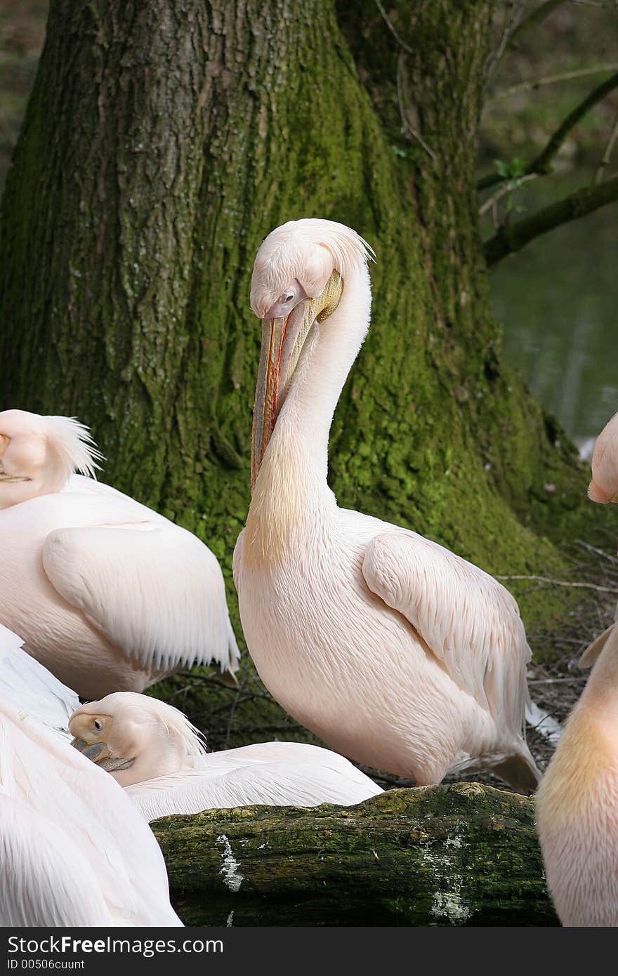 Group of pelicans