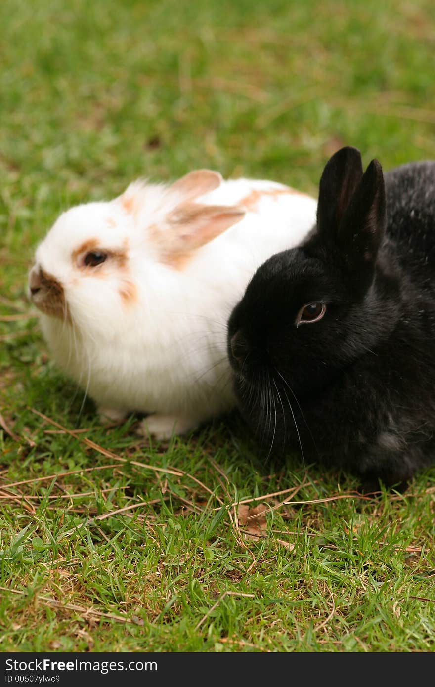 Black and white rabbits on the green meadow