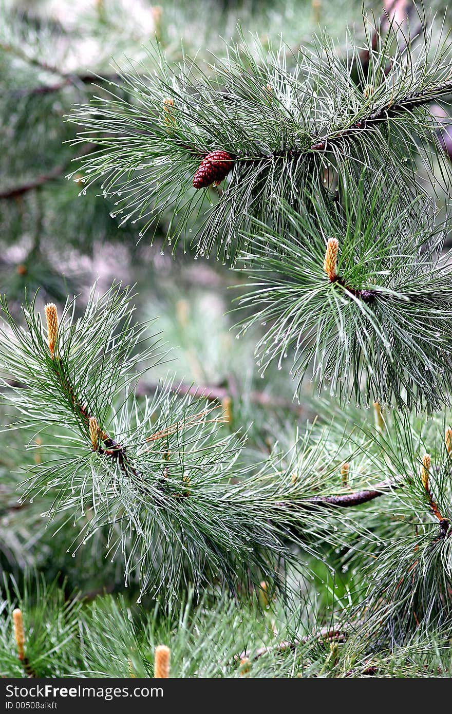 Firtree with raindrops on the needles. Firtree with raindrops on the needles