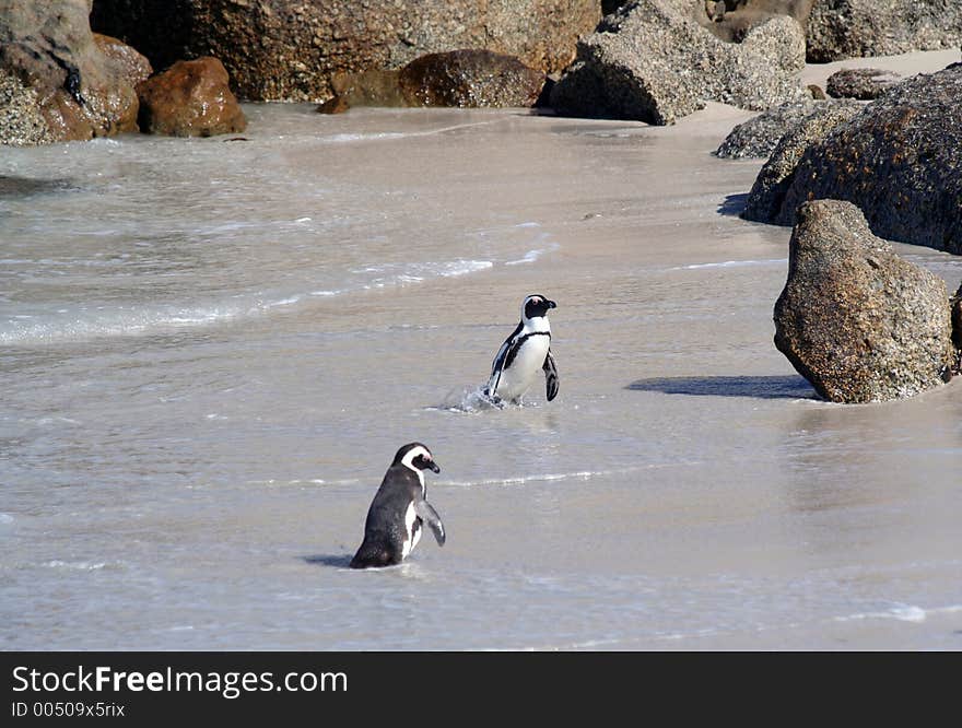 Cape Penguins