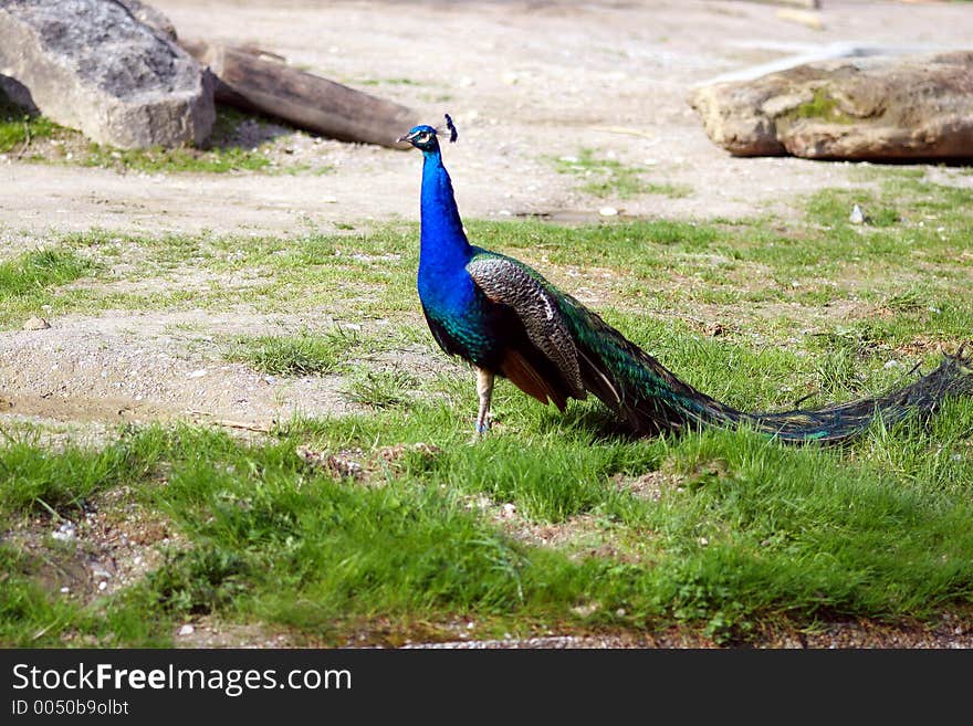 Peacock