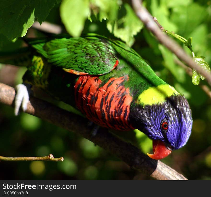 Lorikeet geen blue yellow plummage