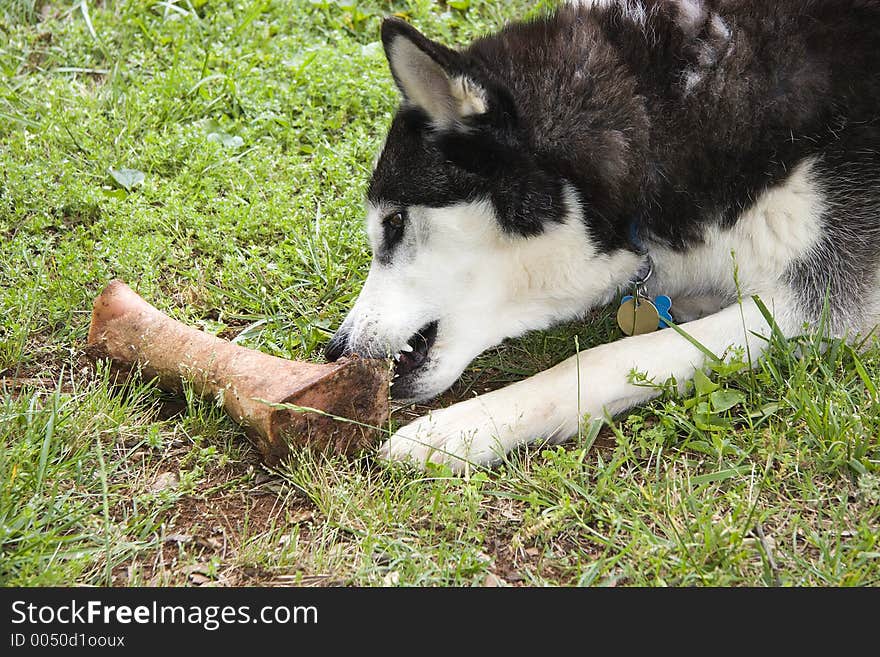 Siberian Husky Eating a Bone