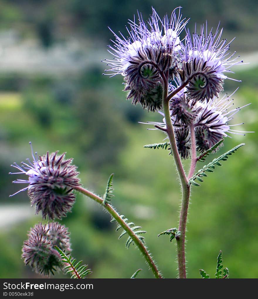 The wild beauty of a plant. The wild beauty of a plant