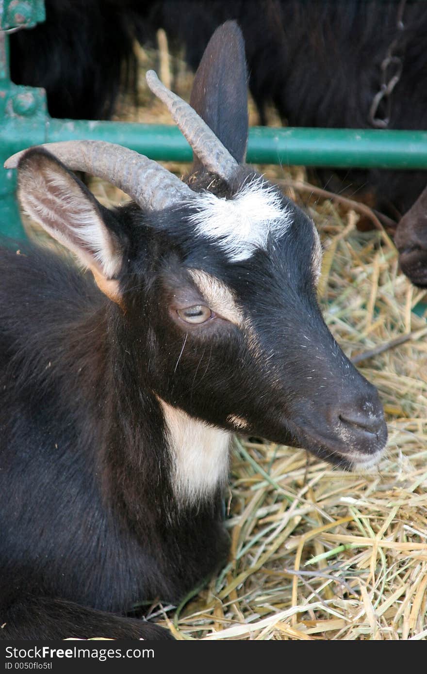 Black goat in the farm