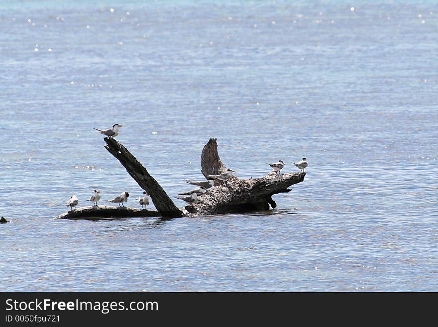 Birds on a floating trunk