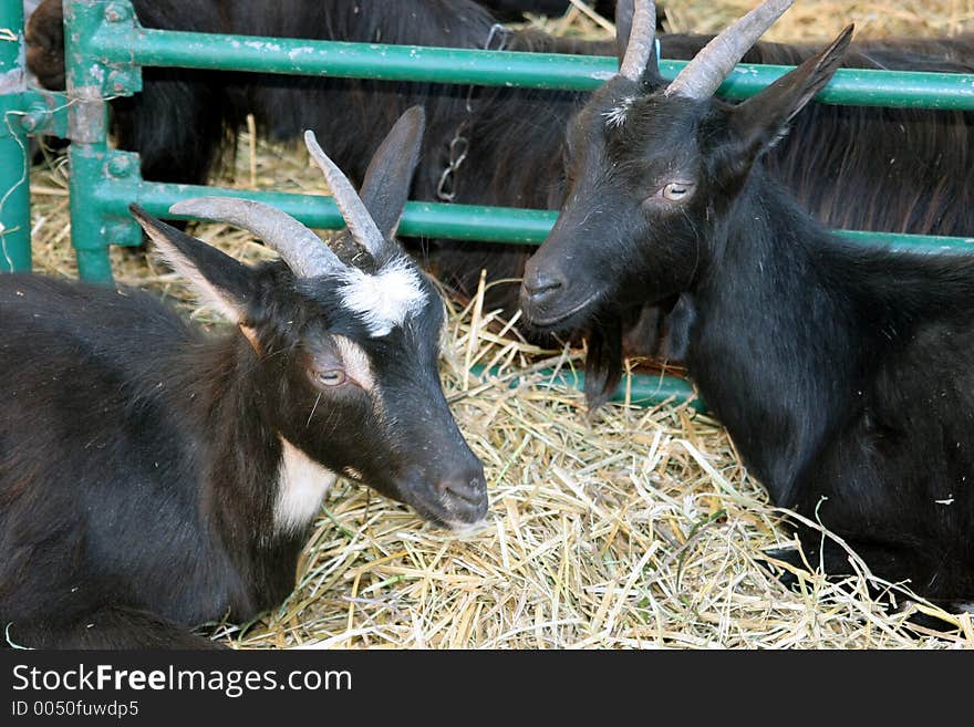 Black goats in the farm