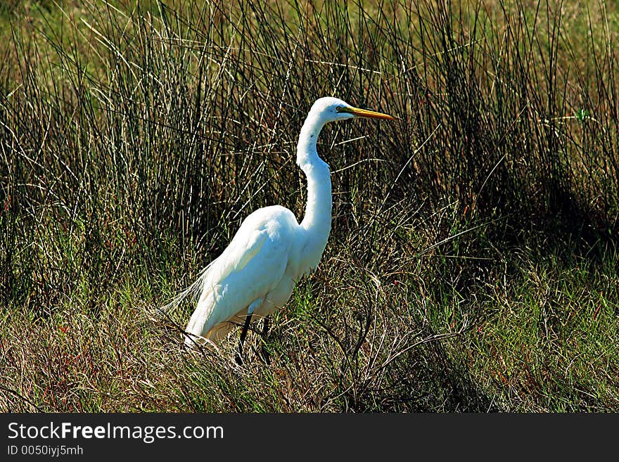 This great egret is standing in the tall grass in the Merritt Island Wildlife Preserve in Central Florida