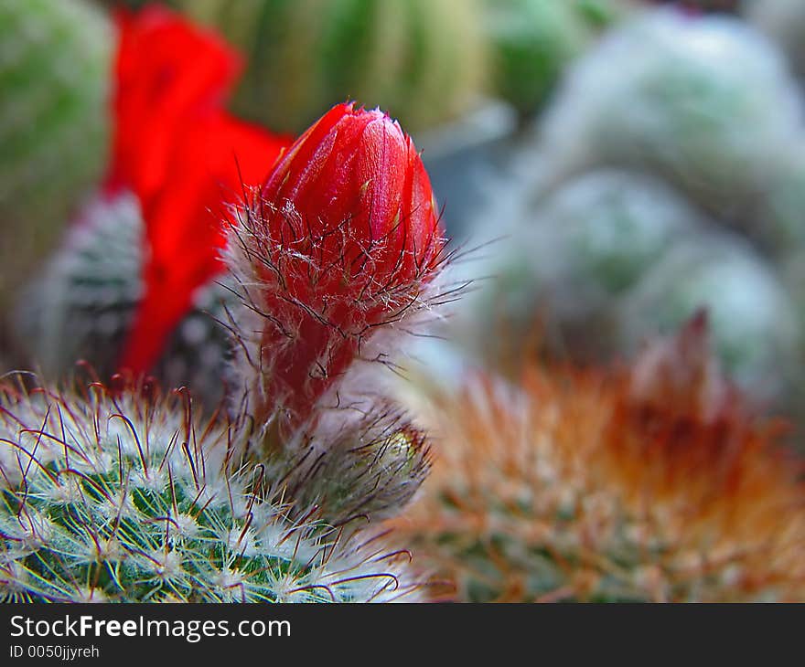 Rare cactus in close up. Rare cactus in close up