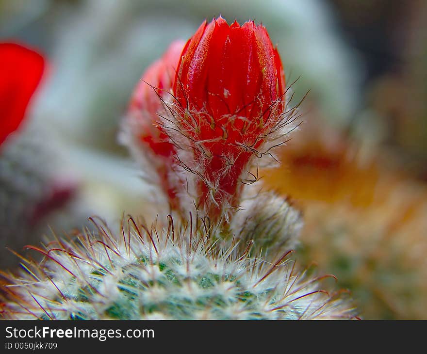 Blossoming cactus Parodia sanguiniflora.