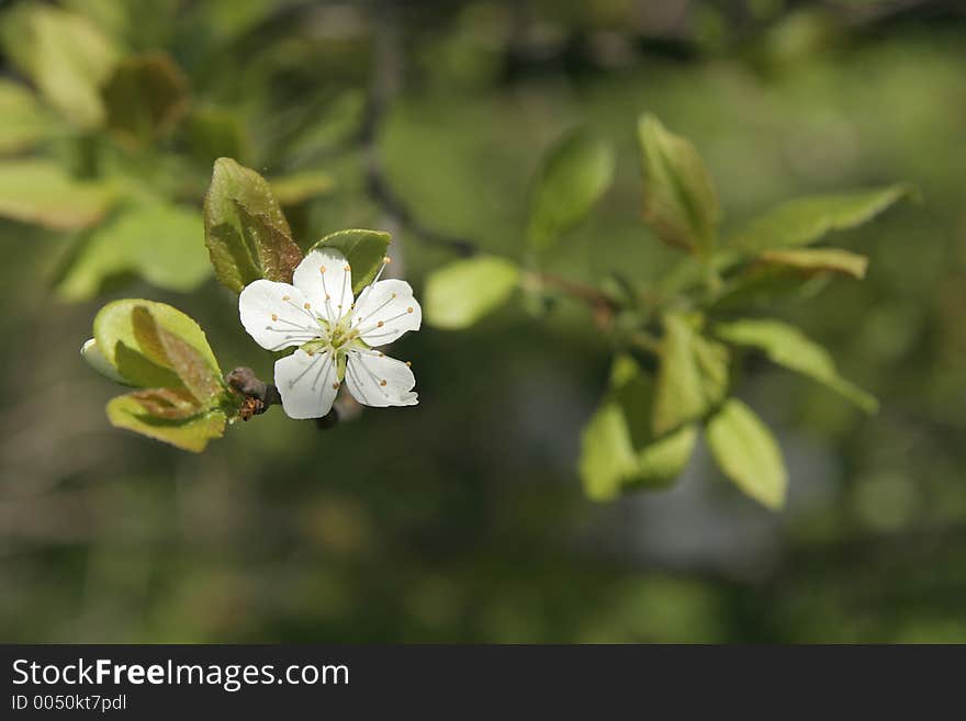 Cherry tree blossoming. Cherry tree blossoming