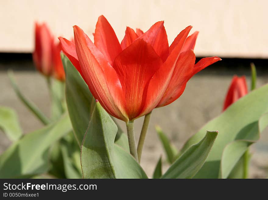 Tulips In Bloom