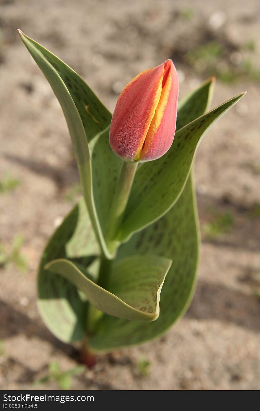 Spring tulip