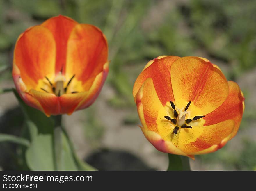 Spring tulips