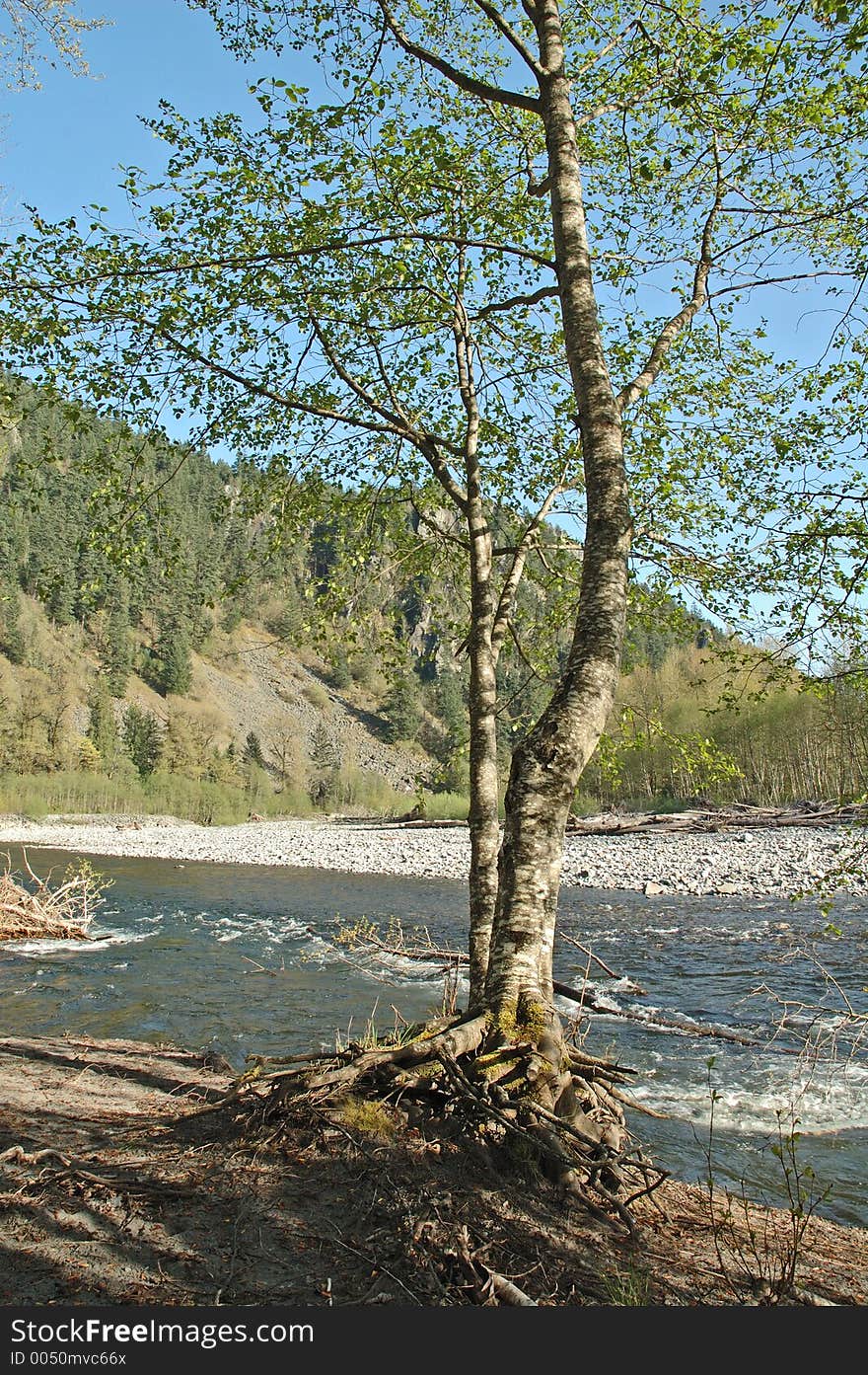 Lonely tree near the river at a recreational area with the mountains at the background .