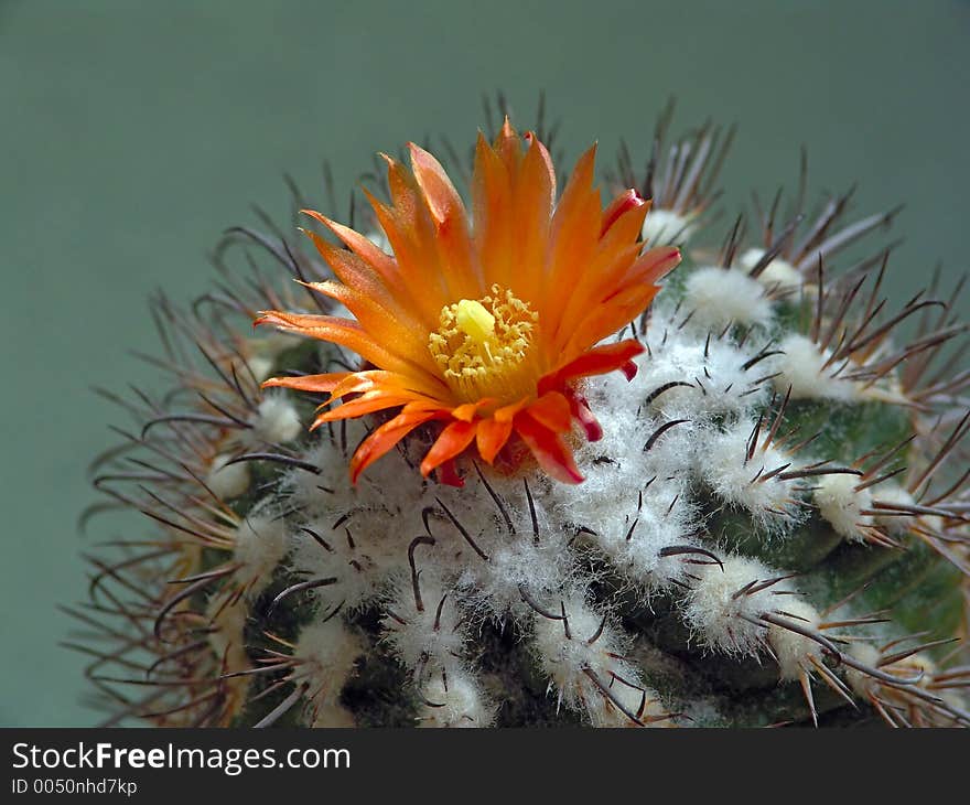 Blossoming Cactus Parodia Subterranea.