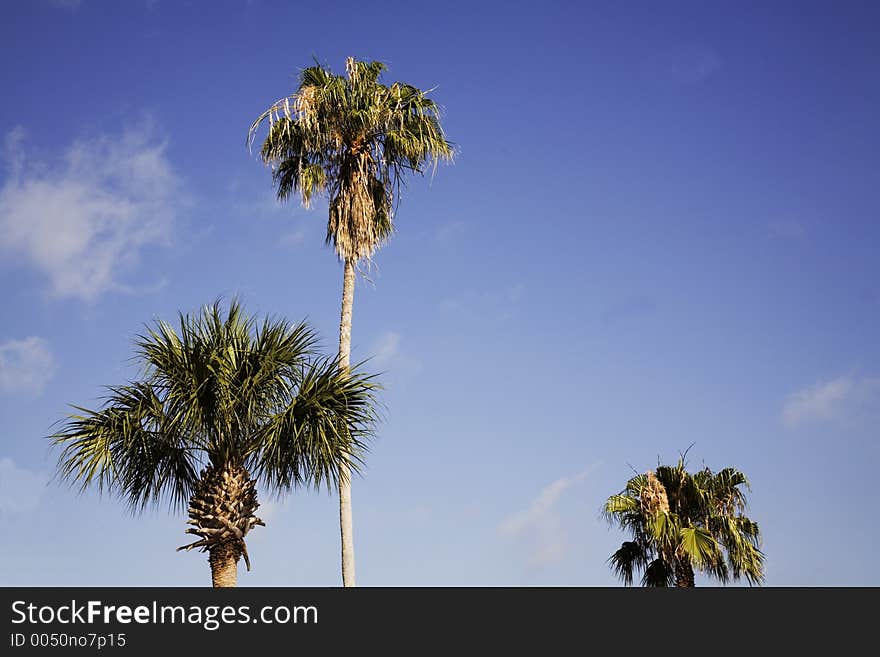 Palm tree