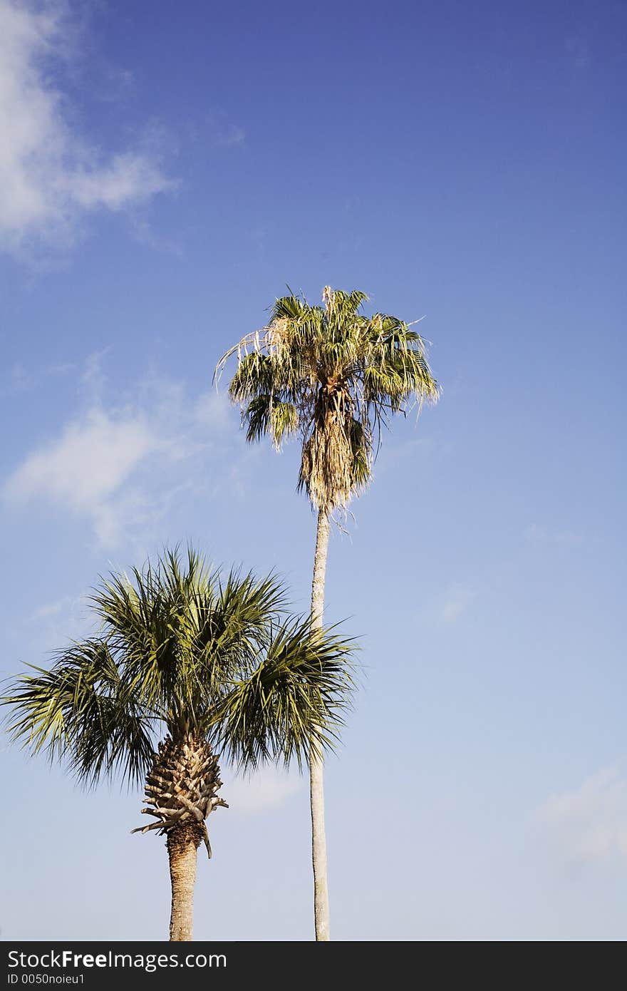 Palm tree