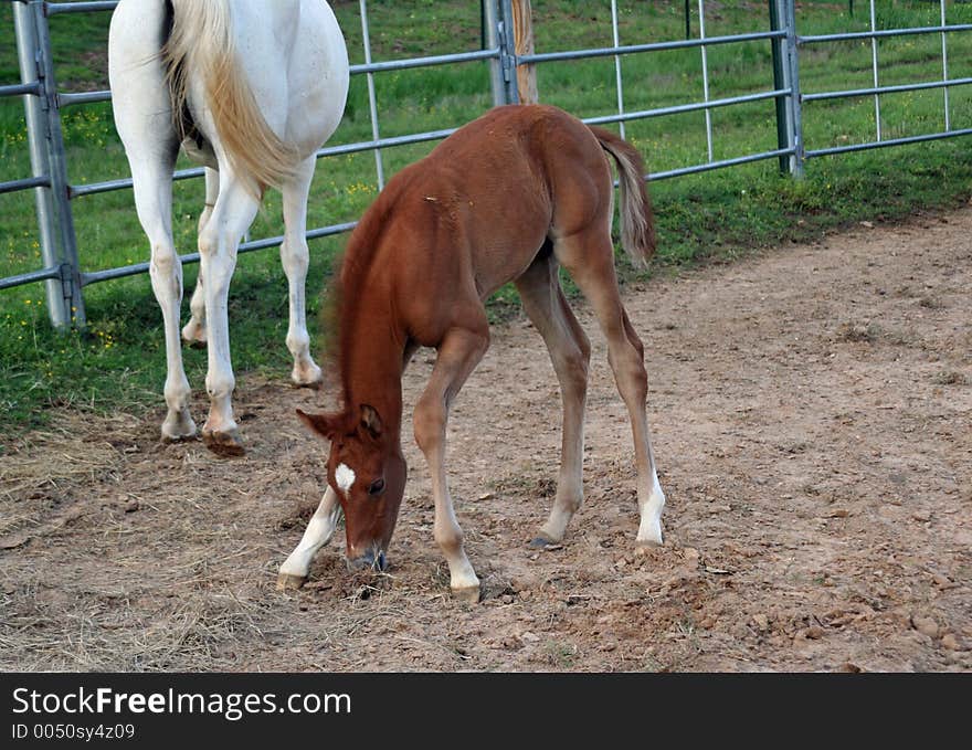 Arabian colt tasting dirt. Arabian colt tasting dirt