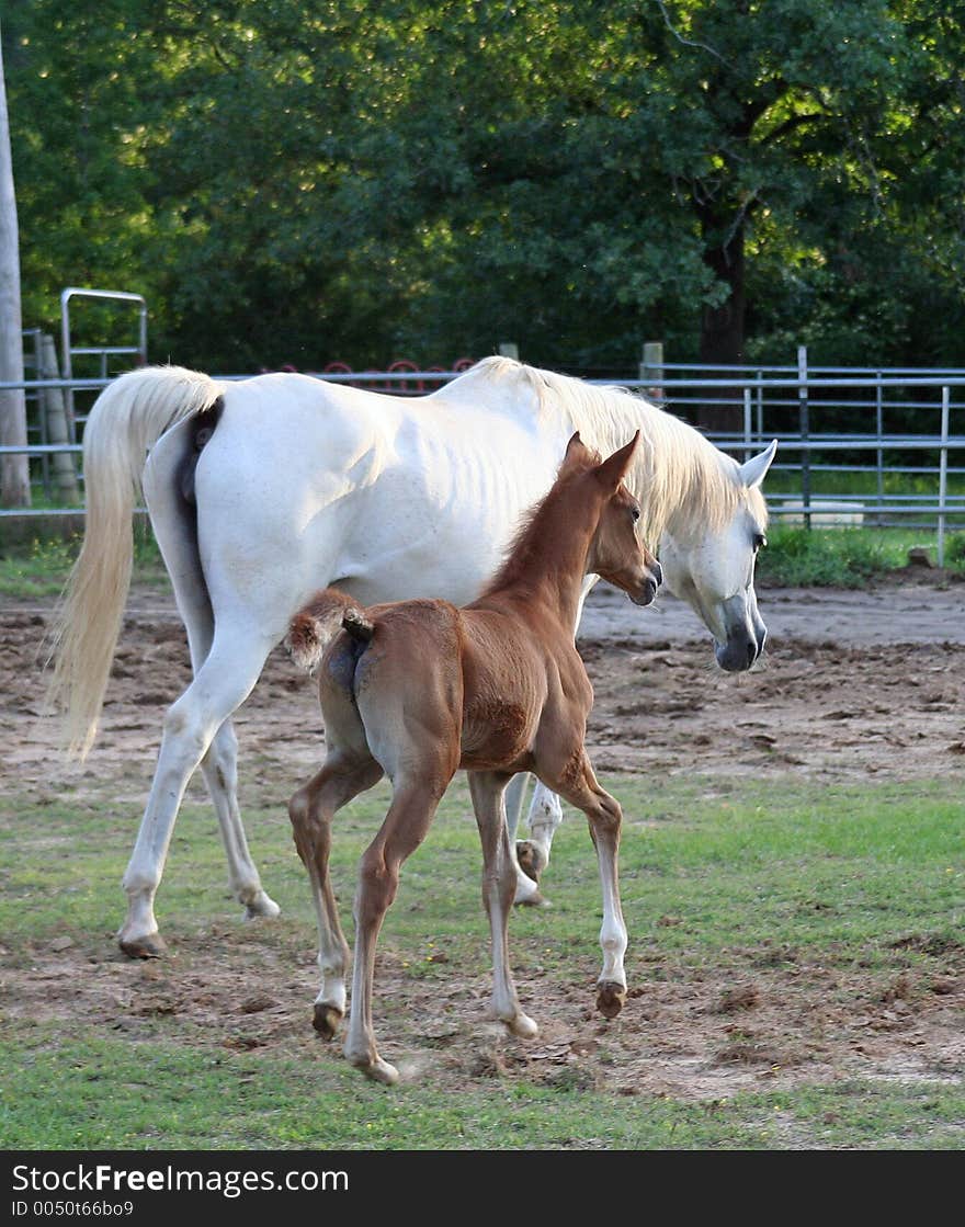 Grey arabian mare with chestnut 3 week old colt. Grey arabian mare with chestnut 3 week old colt