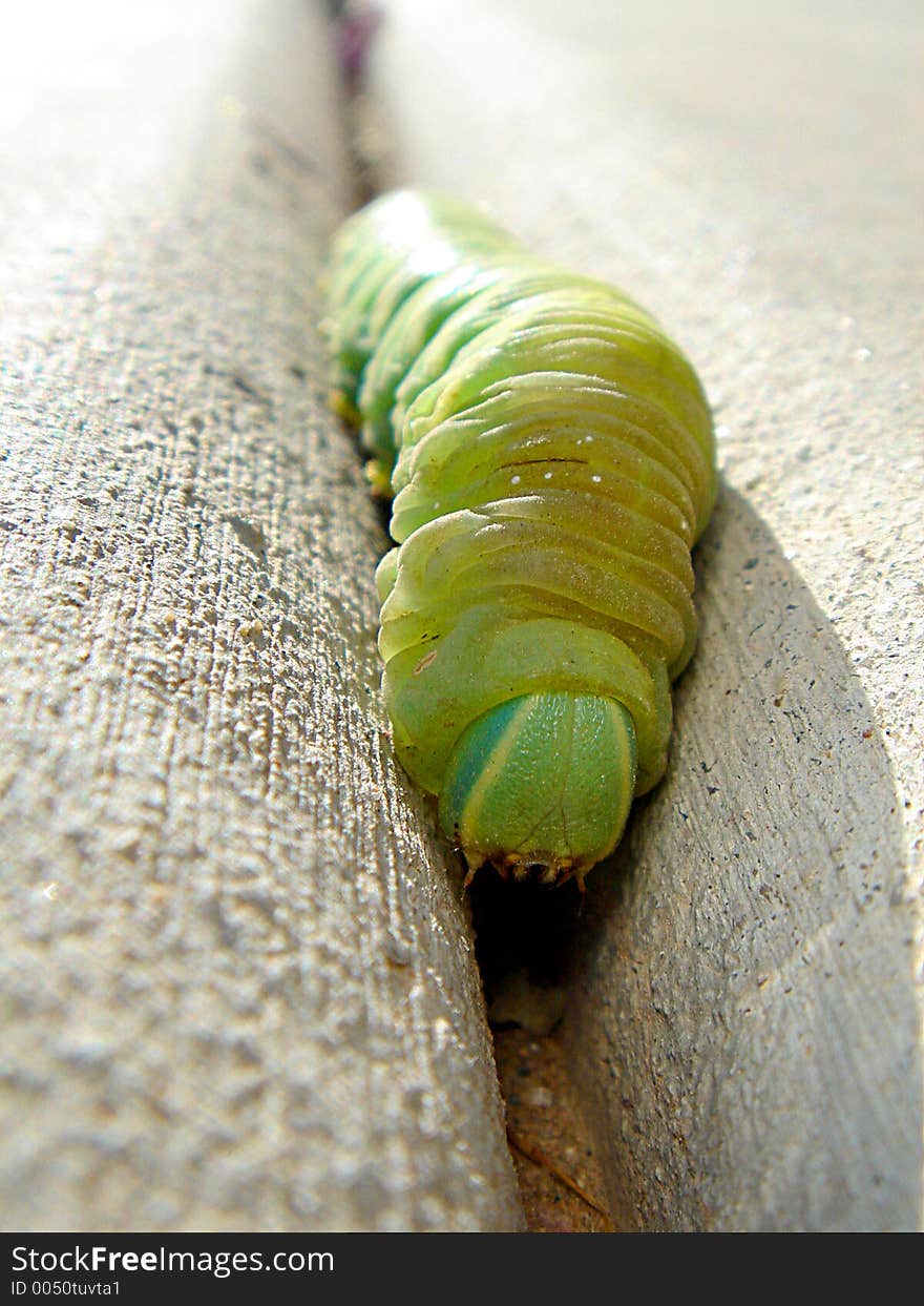 Green Leaf Cutter Caterpillar