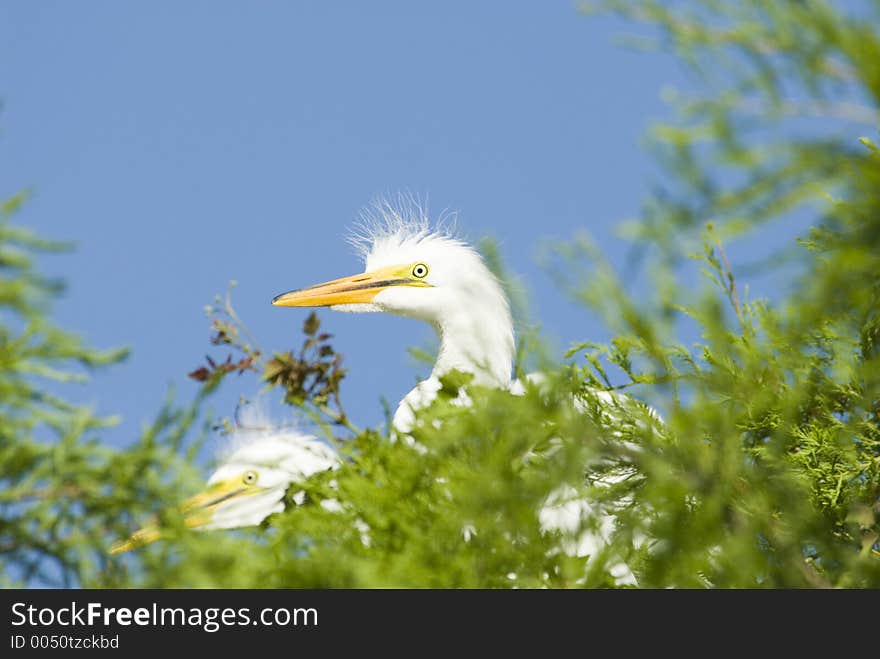 Great Egret chicks on nest. Great Egret chicks on nest