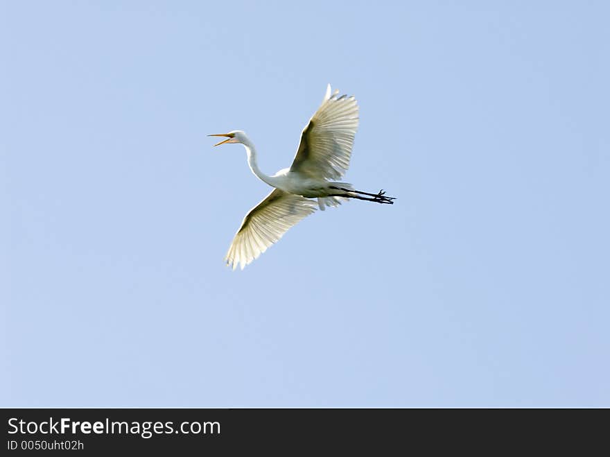 Great Egret flying. Great Egret flying